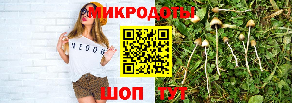 Псилоцибиновые грибы Psilocybe Чернушка